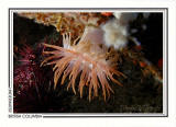 213   Crimson anemone (Cribrinopsis fernaldi), Browning Passage, Queen Charlotte Strait