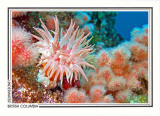 215   Crimson anemone (Cribrinopsis fernaldi) and soft coral (Eunephtya rubiformis), Browning Passage, Queen Charlotte Strait