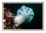 218   Giant plumose anemone (Metridium farcimen), Browning Passage, Queen Charlotte Strait