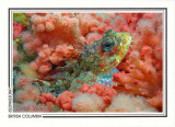 220 Red Irish Lord sculpin (Hemilepidotus hemilepidotus) in soft coral, Browning Passage, Queen Charlotte Strait