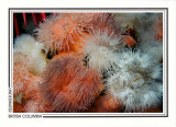 223 Short plumose anemones (Metridium senile), Browning Passage, Queen Charlotte Strait