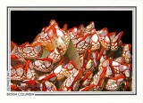 224 Gooseneck barnacles (Pollicipes polymerus), Nakwatko Rapids, Slingsby Channel