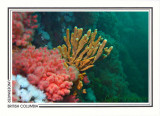 228 Glove sponge (Amphilectus digitatus), Browning Passage, Queen Charlotte Strait