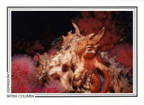 234   Giant Pacific octopus (Enteroctopus dofleini), Browning Passage, Queen Charlotte Strait