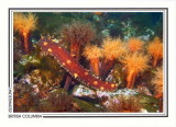 235   Giant sea cucumber (Parastichopus californicus) and orange burrowing sea cucumbers (Cucumaria miniata), Browning Passage