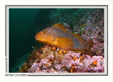 240 Kelp greenling, female (Hexagrammos decagrammus), Copper Cliffs, Quadra Island