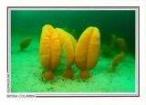 245   Orange sea pens (Ptilosarcus gurneyi), Hussar Point, Browning Passage, Queen Charlotte Strait