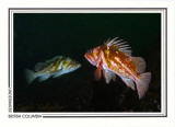 247   Copper rockfish (Sebastes caurinus), Dall Patch Reef, near Bella Bella