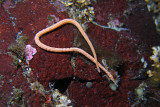 1428.3    White-lined ribbon worm, Dianes Drift
