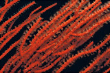 539.0   Gorgonian coral, Santa Cruz Island, California