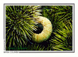 126   Green sea urchins and empty urchin shell (Strongylocentrotus droebachiensis), Brant Reef, Gabriola Island area