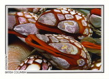 060 Gooseneck barnacles (Pollicipes polymerus), Nakwakto Rapids, Slingsby Channel