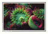 148 Pink-tipped surf anemones (Anthopleura elegantissima), Dodd Narrows, Southern Gulf Islands