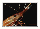 069   Two-spotted prawn (Pandalus platyceros), Telegraph Cove Bay