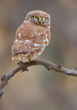 Little Owl.