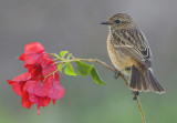 Stonechat. (female)