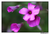 14 mei 2011.jpg