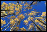 Aspen Canopy
