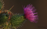 Thistle Blossom<br>Weekly Challenge #19 - Macro