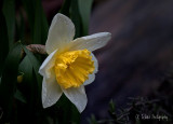 Its daffodil time!