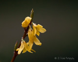 Forsythia