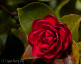 Red Camellia