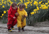 Fun in the Daffodil Fields
