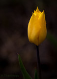 Yellow Tulip