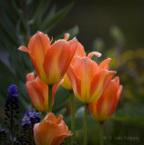 Varigated Tulips