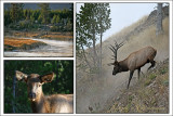 Autumn in Yellowstone<br>Weekly Challenge #57: Places Id Rather Be