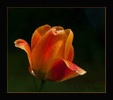 After the Rain