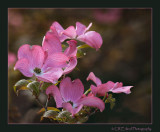 Pink Dogwood