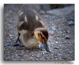 Mallard Duckling