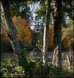 Trees Along the River