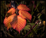 December Leaves