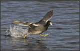 Water Walking