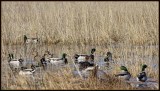 Life on the Pond