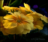 Yellow Primula<br>Weekly Challenge #97: Primary