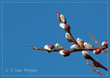 Spring Rite