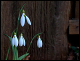 Spring Snowdrops