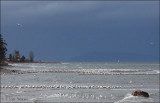 Gulls Swarmed the Beaches