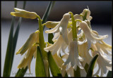 White Hyacinth