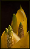 Western Skunk Cabbage