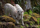 Rock Climbers