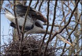 Heron in the Nest