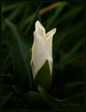 Trillium Bud