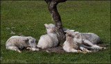 Nap Time