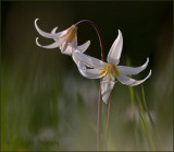 White Fawn Lilies