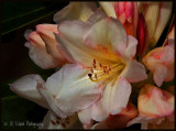 Rhododendron Bloom