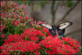 Butterfly and Red Flowers